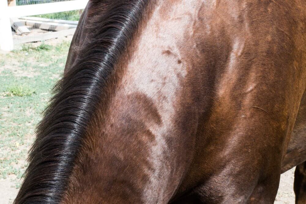shedding your horse out faster