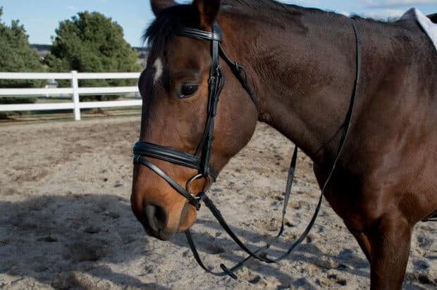 6 week springtime riding plan