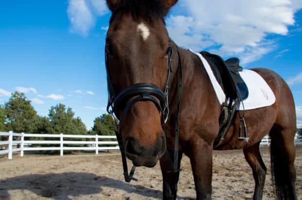 springtime riding plan