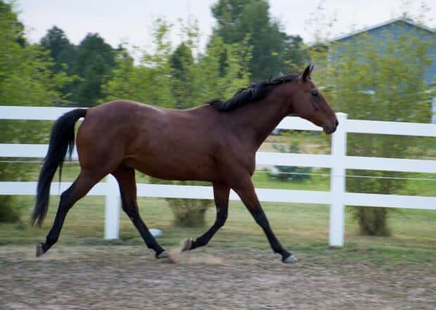 getting your horse fit this spring