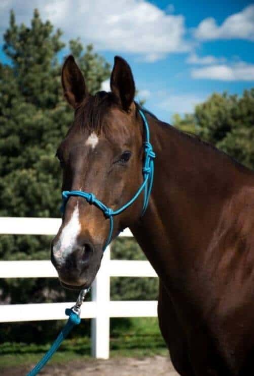 what you need for your first horse