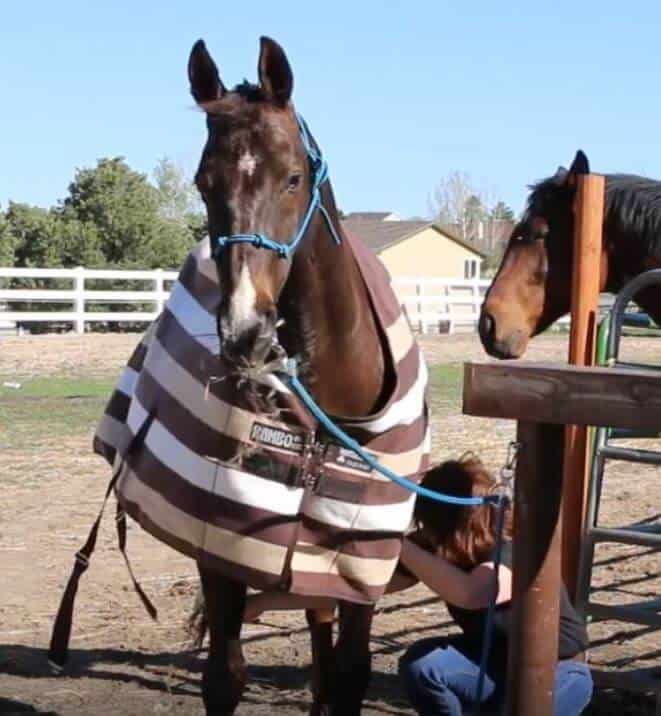 what you need for your first horse