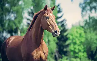 Henneke horse body condition scoring system