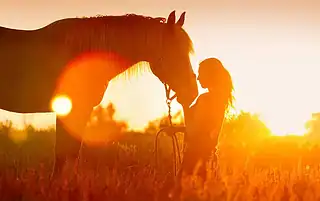difficult horse