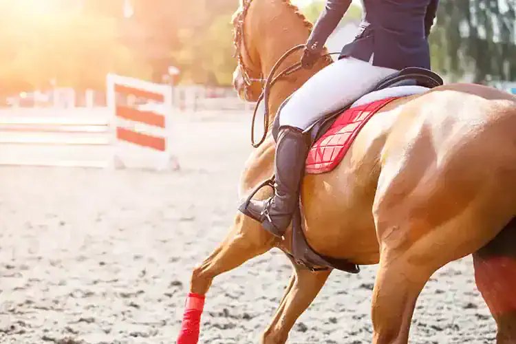 does horse need horseshoes