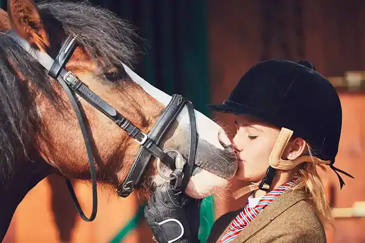 horse tack