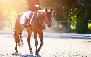 how often bathe horse