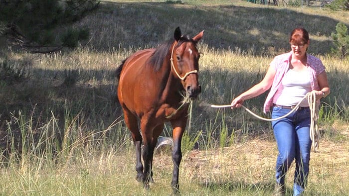 Licol Connected Riding Peggy Cummings - Taille Médium - Noir - Occasion