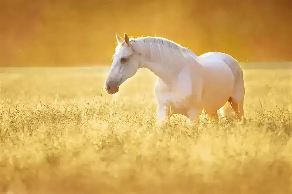 riding senior horse