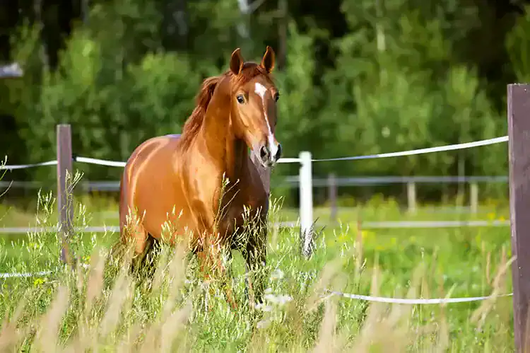 training difficult horses