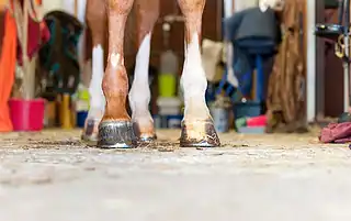 when to use horseshoes