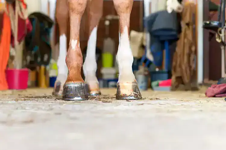 when to use horseshoes