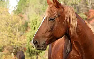 autumn horse care tips