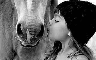 body language of horses