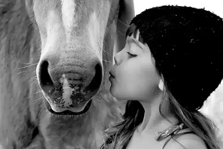body language of horses