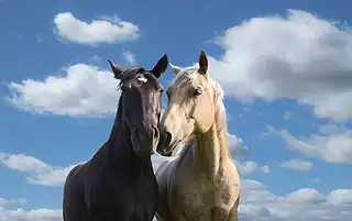 help horses in need