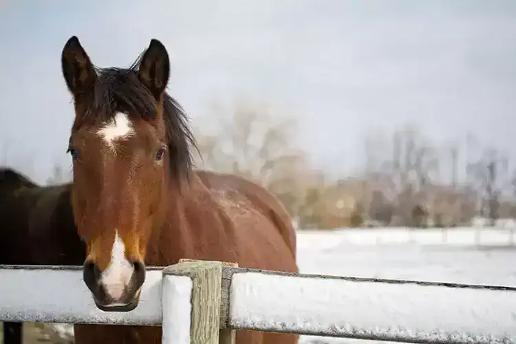 horse rescues