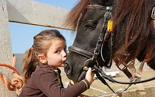 safe treats for horses