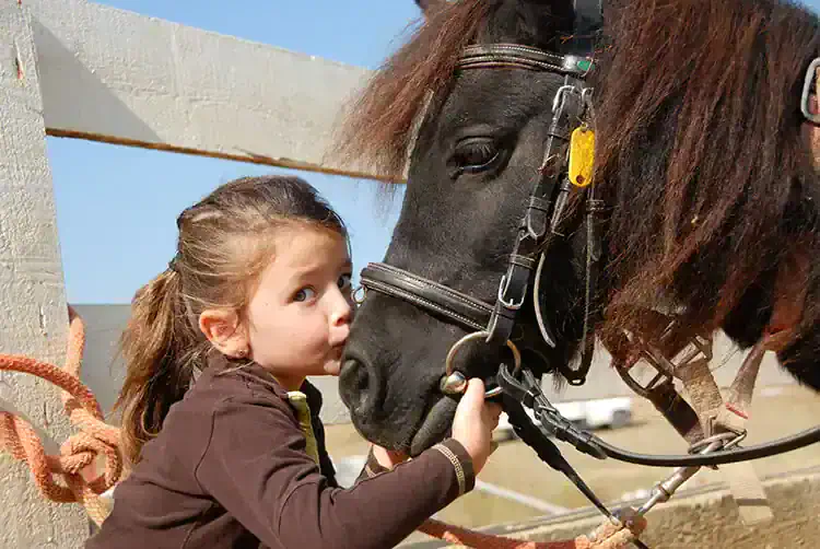 safe treats for horses
