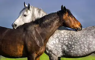 horse markings and colors