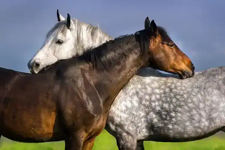 horse markings and colors
