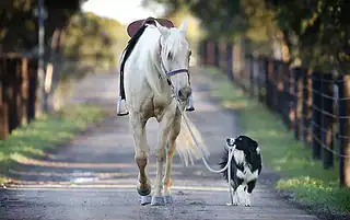 horse trailer loading travel