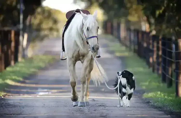 horse trailer loading travel