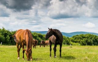 can horses eat eggs