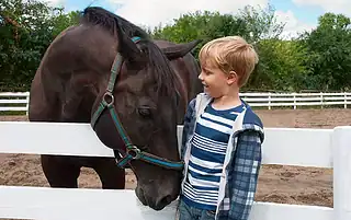 can horses feel love