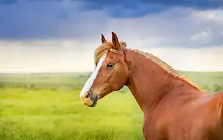 horse movie mistakes