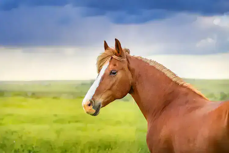 horse movie mistakes