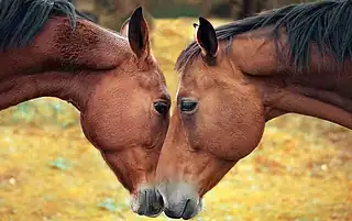 horse myths