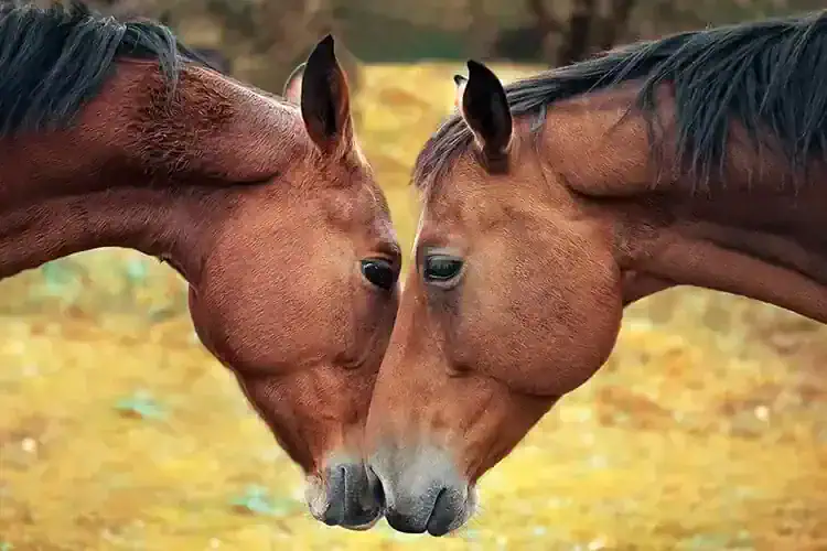 horse myths