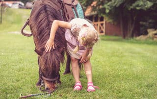 how to bathe a horse