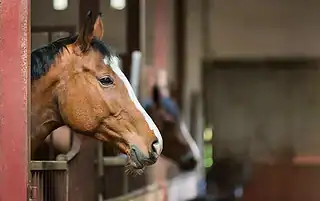 police horses