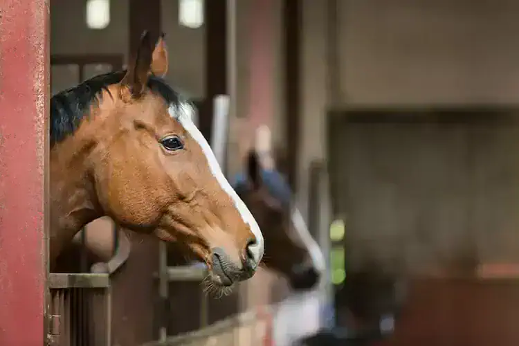 police horses