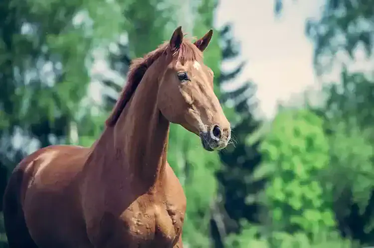 Thrush Horse Hooves