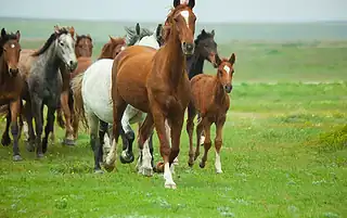 activated charcoal horse medicine