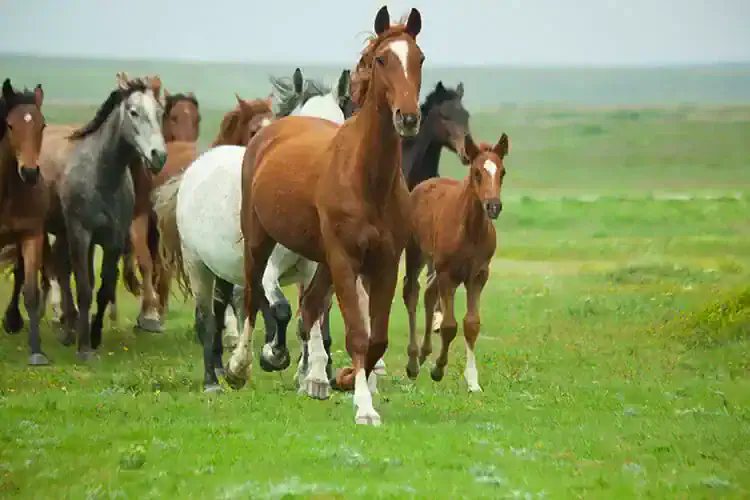 activated charcoal horse medicine