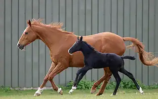 horse grooming shedding season
