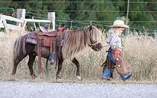 horse halters