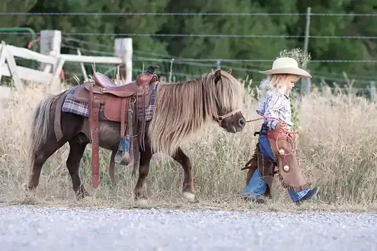 horse halters
