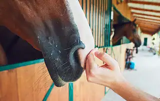 Water Therapy for Horses