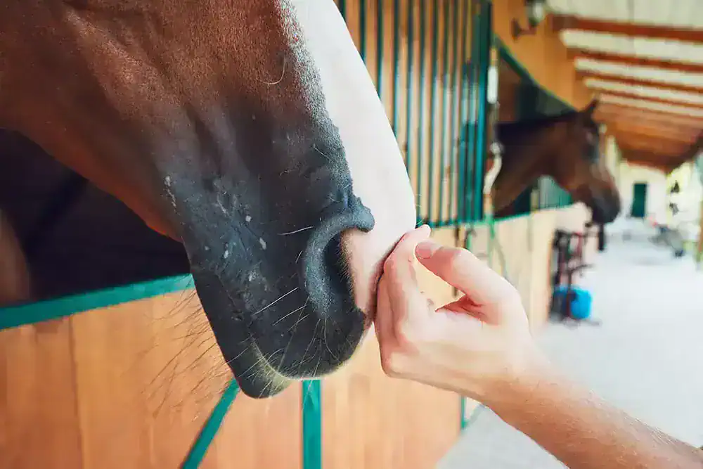 Water Therapy for Horses