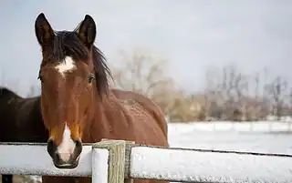 horse abuse and neglect