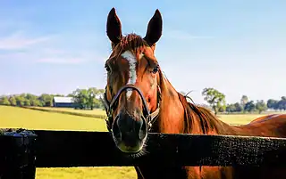 horse face communication