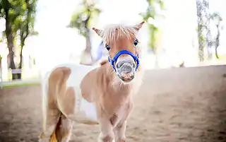 horse snoring