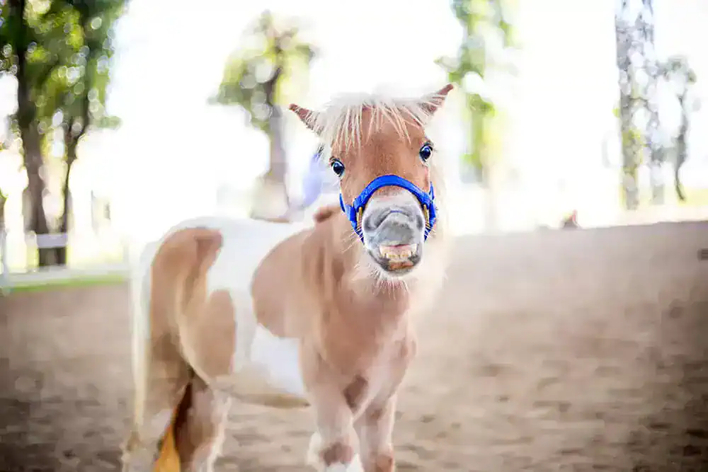 horse snoring