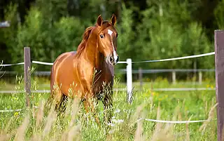 horses sweet itch