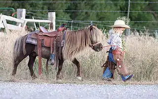 miniature horses